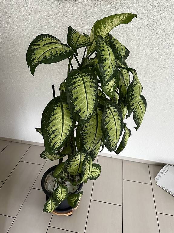 Piante & sementi: Dieffenbachia – Usato da Buchrain venduto da pat4s 1