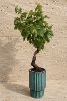 spessart bonsai Sweet Plum Styled Import (Sageretta Theezan)
