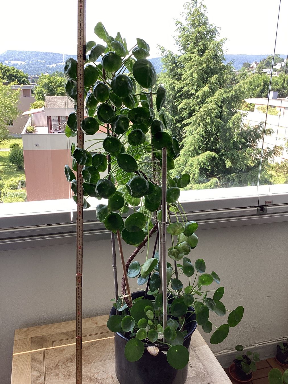 compo blumenerde 50 l COMPO SANA Qualitäts-Blumenerde kaufen
