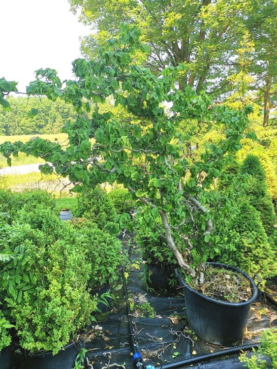 Korkenzieherhasel Baum / Strauch Kaufen auf Ricardo