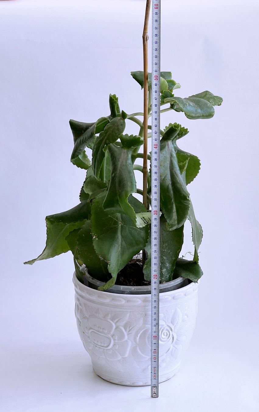 Pflanzen & Samen: Kalanchoe Brutblatt Bryophyllum**Daigremontianum***** – Neu (gemäss Beschreibung) aus Dübendorf von Orchid18 2