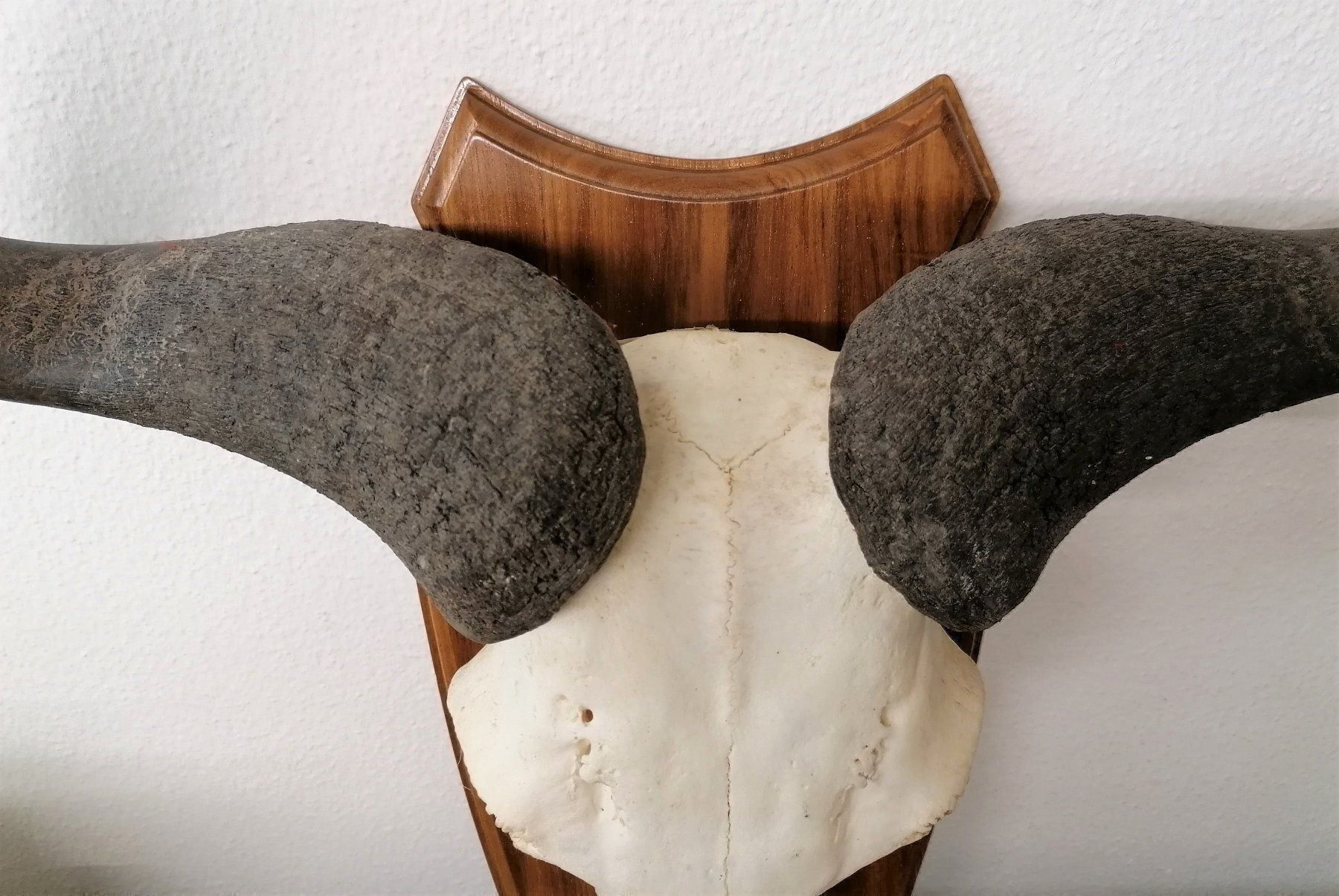 Sonstiges zum Sammeln & Seltenes: Gnu Streifengnu Geweih Trophäe – Gebraucht aus Reinach BL von fliegenrolli 4