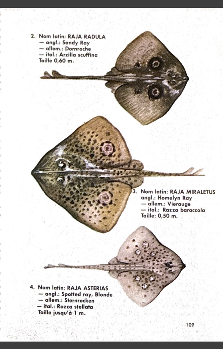 Libri: Guide Pêche en Mer Hachette 1964 160 pages illustrées – Usato da Fleurier venduto da jea_j77g 3