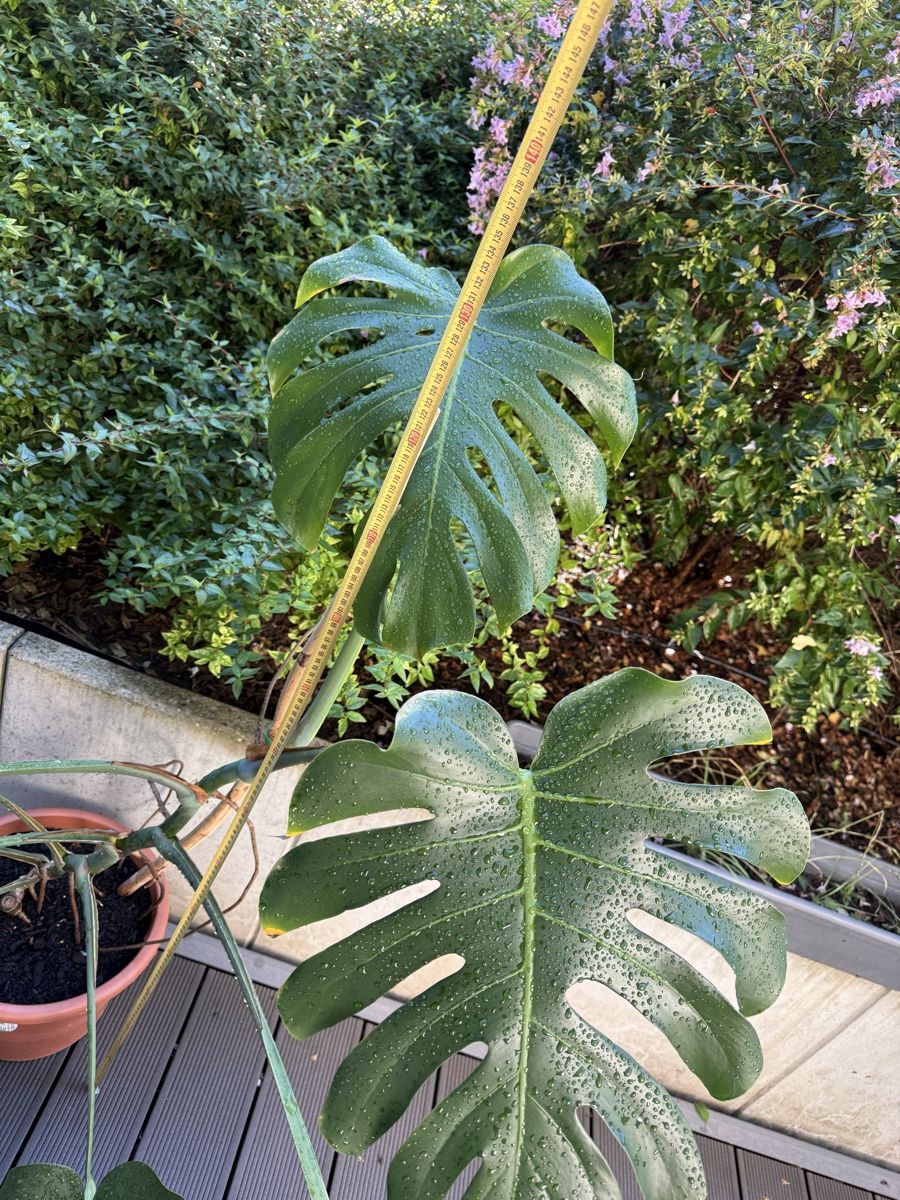 Piante & sementi: Monstera Deliciosa  – Usato da Grosshöchstetten venduto da Al___Uk 4
