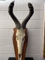 Trophäe Hardbeest