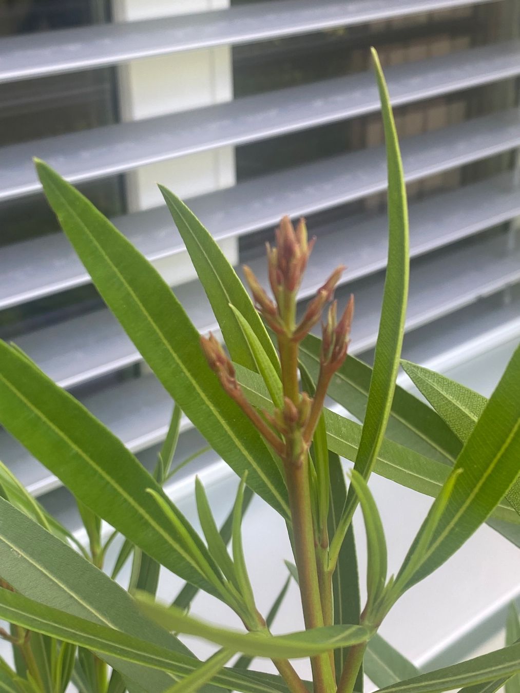 Piante & sementi: Oleander, Höhe 85 cm – Usato da Alchenflüh venduto da smart- 2