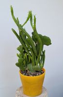 Euphorbia enopla cristata