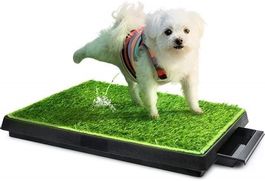 Hunde Gras Toilette