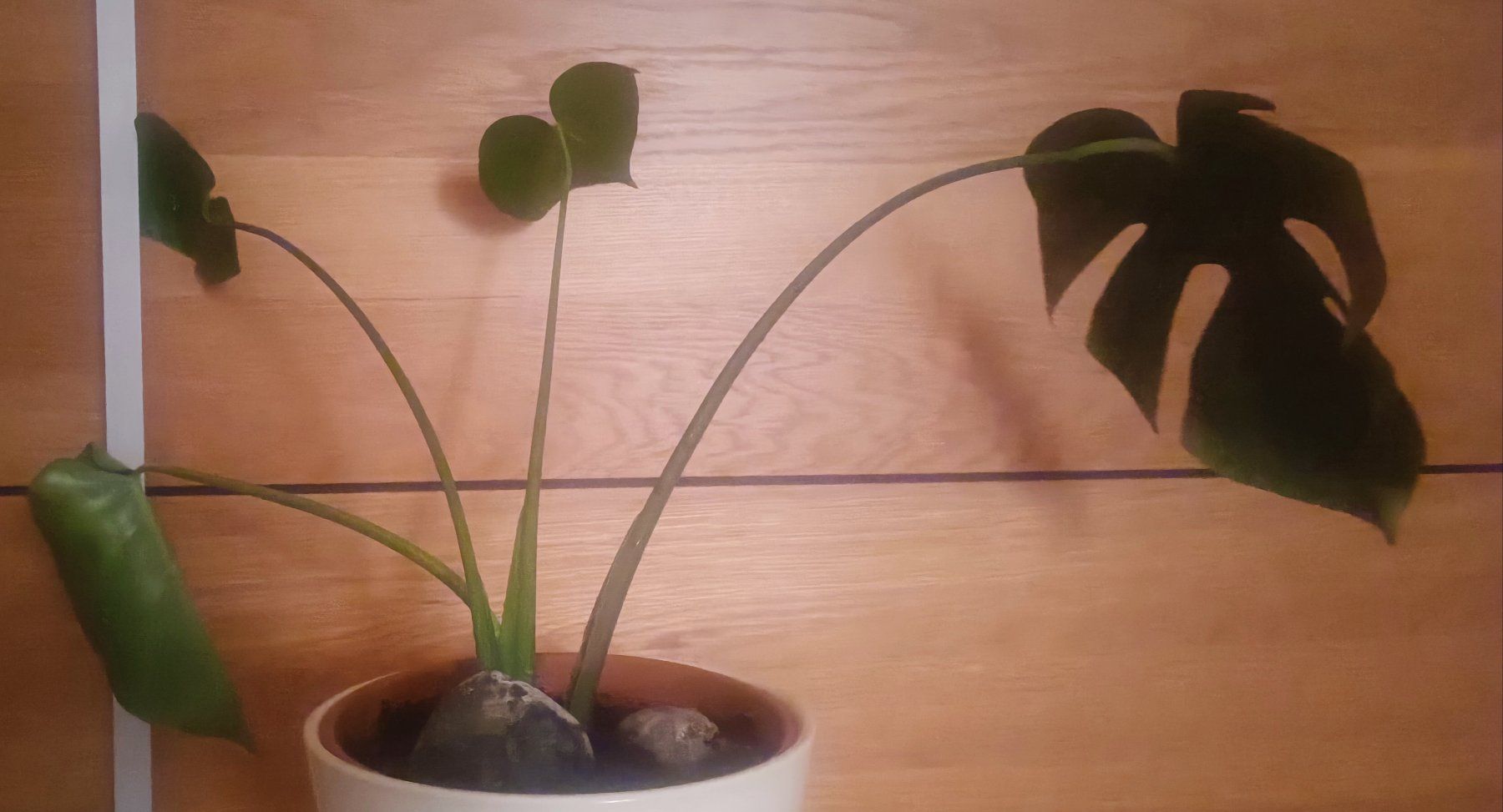 Piante & sementi: Monstera mit weißem Topf, ca. 45 cm hoch – Nuovo e nell'imballaggio originale da Bern venduto da sv-trade 6