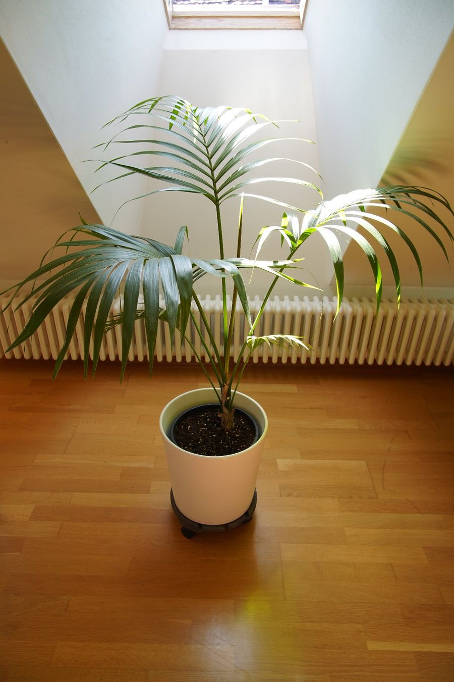 Pflanzen & Samen: Palme – Gebraucht aus Wil SG von froschbiss 1