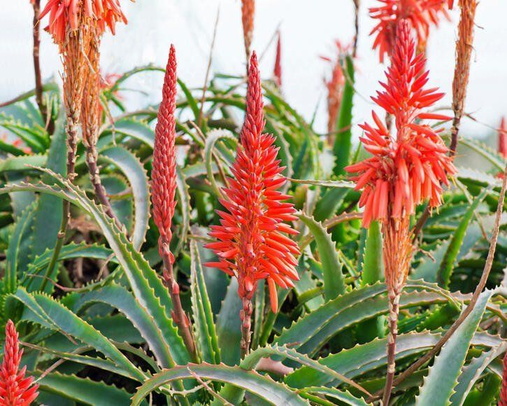 Aloe, Krantz Aloe - Aloe arborescens - 30 Samen (Neu und ...
