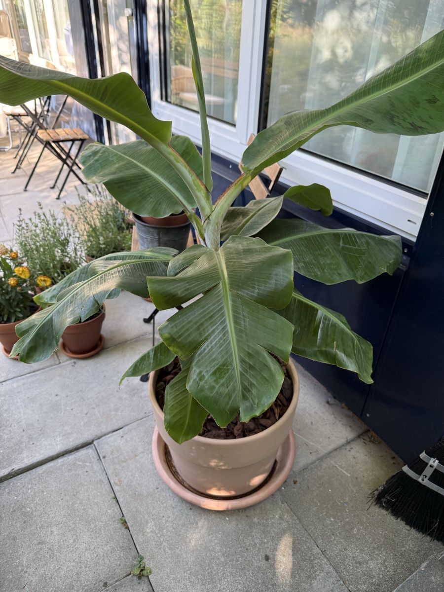 Plantes & graines: Bananenpflanze im Topf – D'occasion à St. Gallen par Red-Curry 1