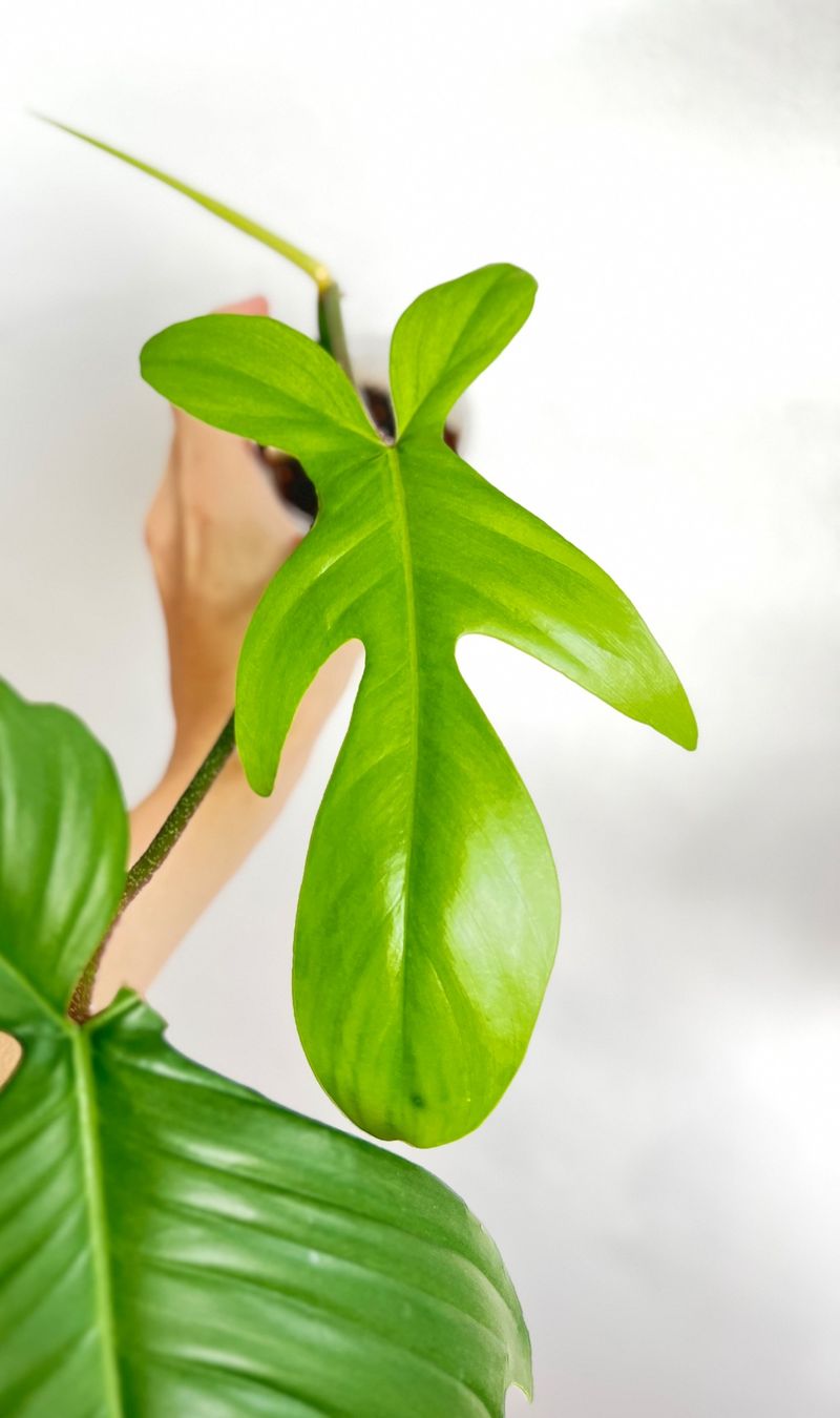 Pflanzen & Samen: Philodendron Florida Ghost🔥 – Gebraucht aus Glattpark(Opfikon) von ste_n99y 3