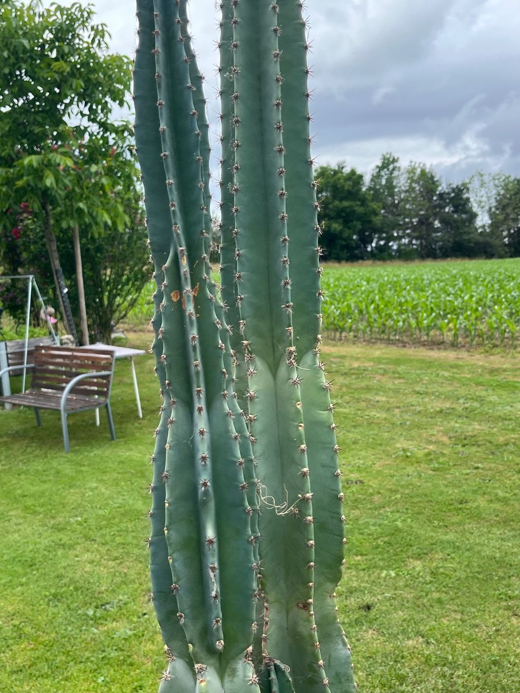 Piante & sementi: Cereus Säulenkaktus – Usato da Allmendingen b. BE venduto da juair 5