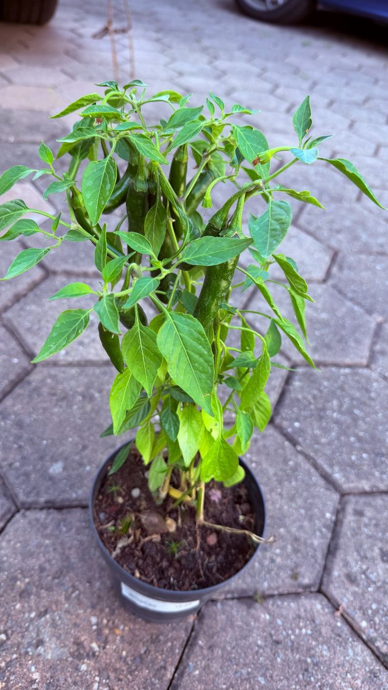 Piante & sementi: 'Serrano-Chili' - Pflanze! – Nuovo (secondo la descrizione) da Steffisburg venduto da Petroselium 1