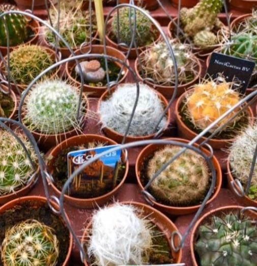 Pflanzen & Samen: 20 VERSCHIEDENE KAKTEEN COLLECTION – Neu und originalverpackt aus Rovio von POSITIFFARTandPLANTS 6
