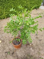 Jujube Baum mit Fruechten - Chinesische Dattel