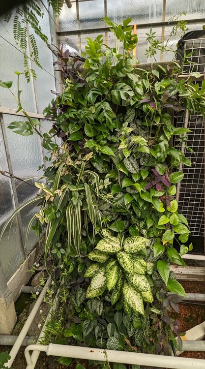 Pflanzenwand, vertikaler Garten Kaufen auf Ricardo