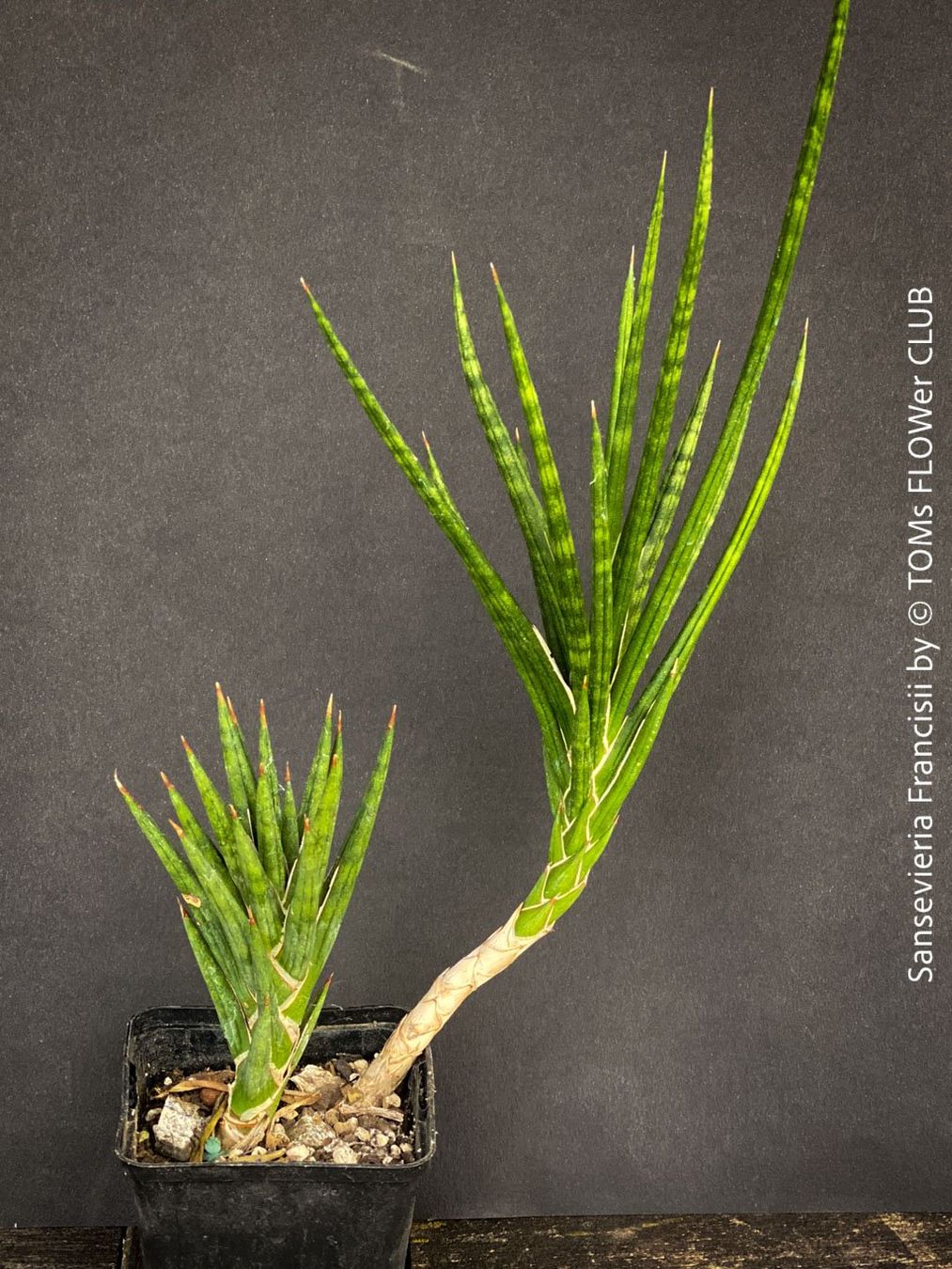 Plantes & graines: Sansevieria Francisii - einzigartig schön - oder? – Neuf avec emballage d'origine à Adliswil par astom369 1