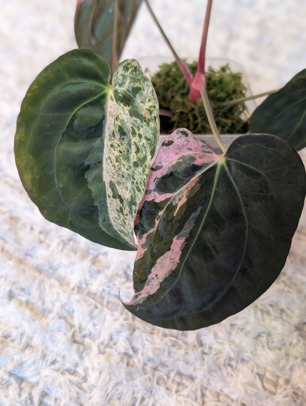 Piante & sementi: Anthurium "Hot Barbie" Pink Variegata – Nuovo (secondo la descrizione) da Faulensee venduto da plantmama 2