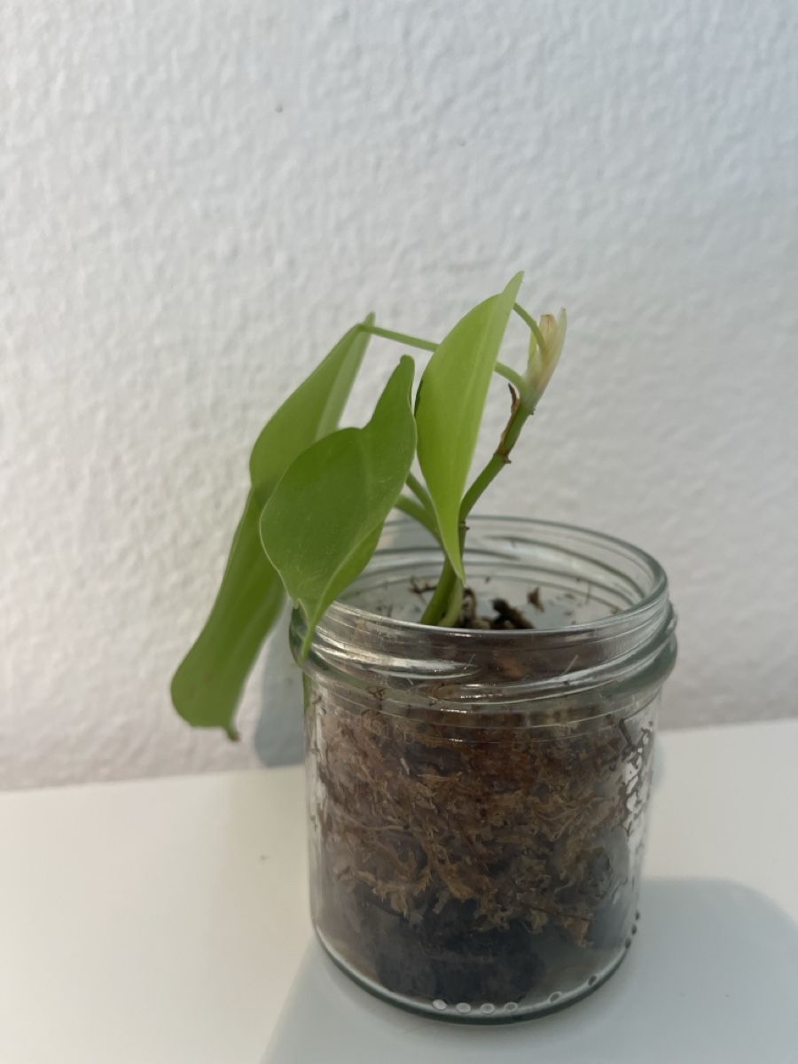 Plantes & graines: Philodendron micans lime im Glas – D'occasion à geroldswil par Ahornblatt70 1