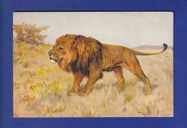 LION // voir dos //