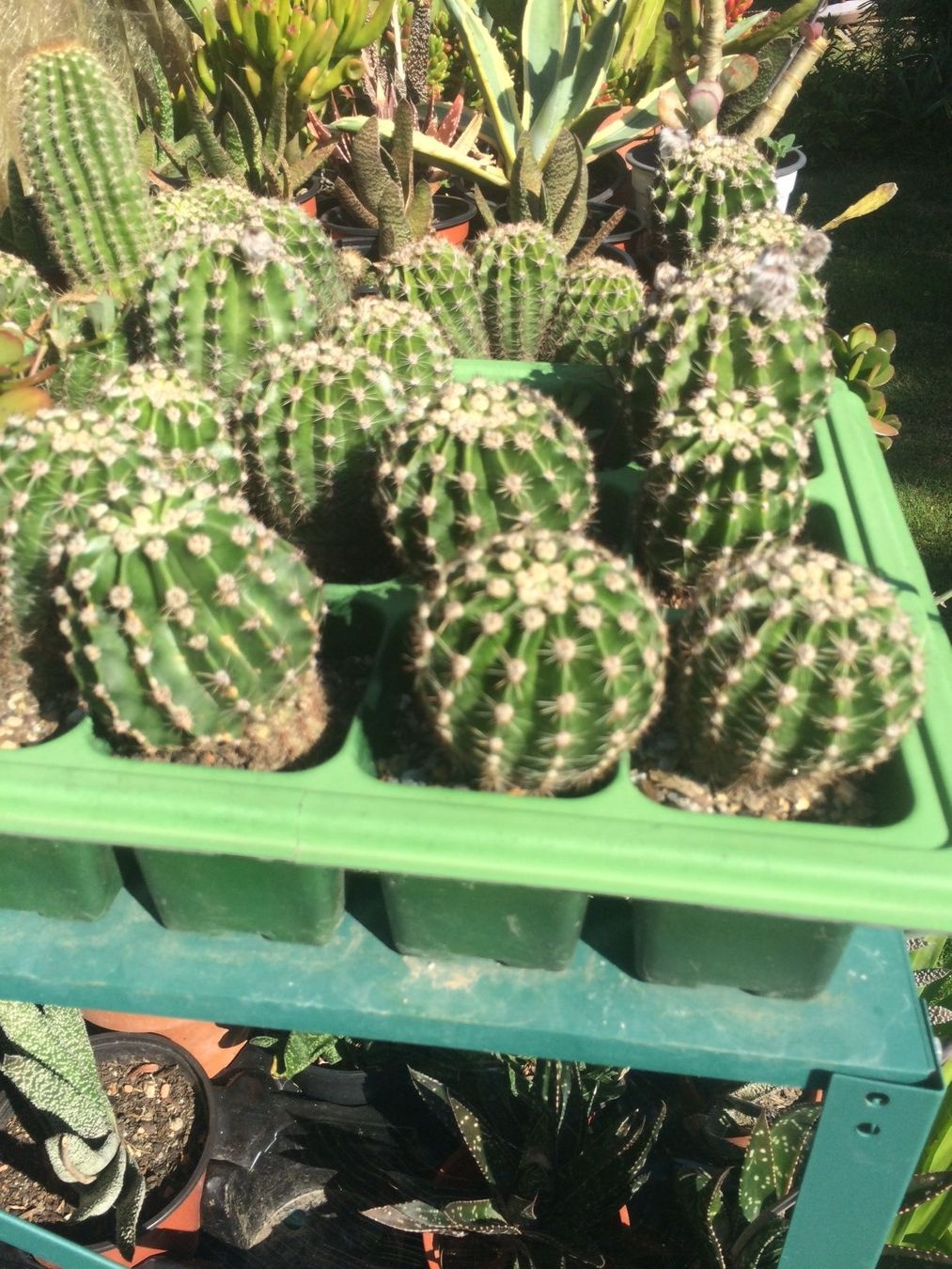 Piante & sementi: Echinopsis eyriesii – Nuovo (secondo la descrizione) da Vinelz venduto da Wellensittich55 4