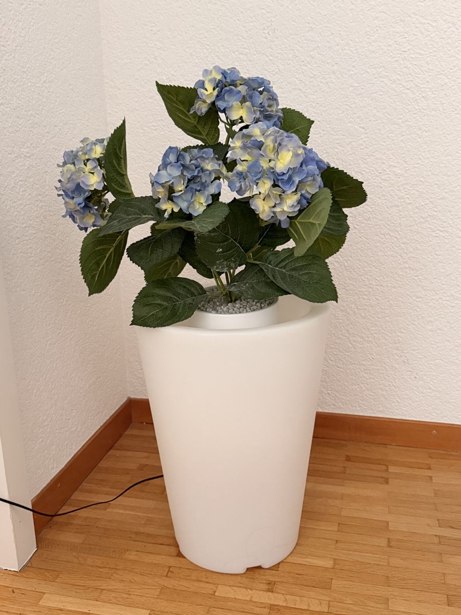 Piante & sementi: Blumentopf beleuchtet – Usato da Laupen BE venduto da Lisafurby
