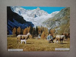 Ak Wallis Val Ferret bei La Fouly Schafe Hirte