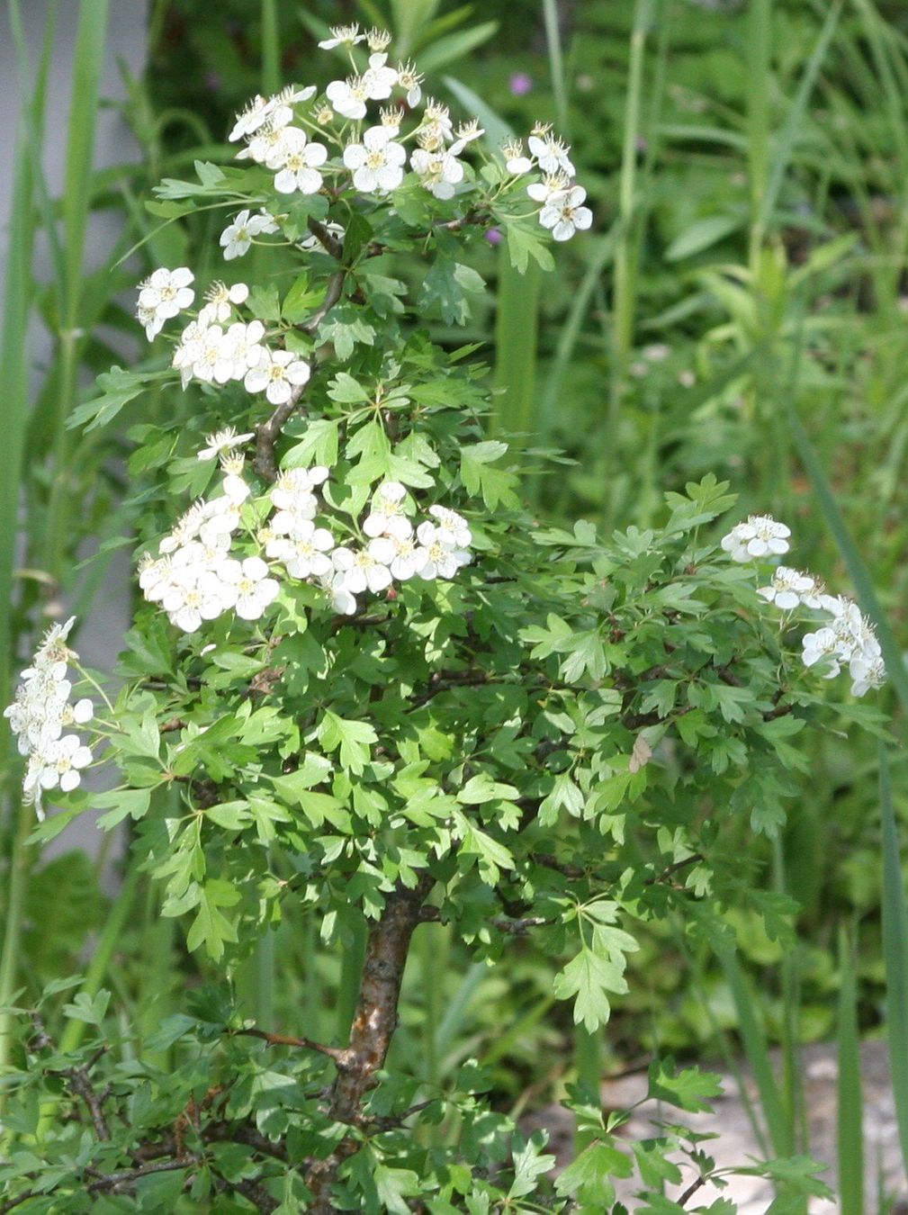 Piante & sementi: BONSAI  Weissdorn – Usato da Gretzenbach venduto da Sikim 2