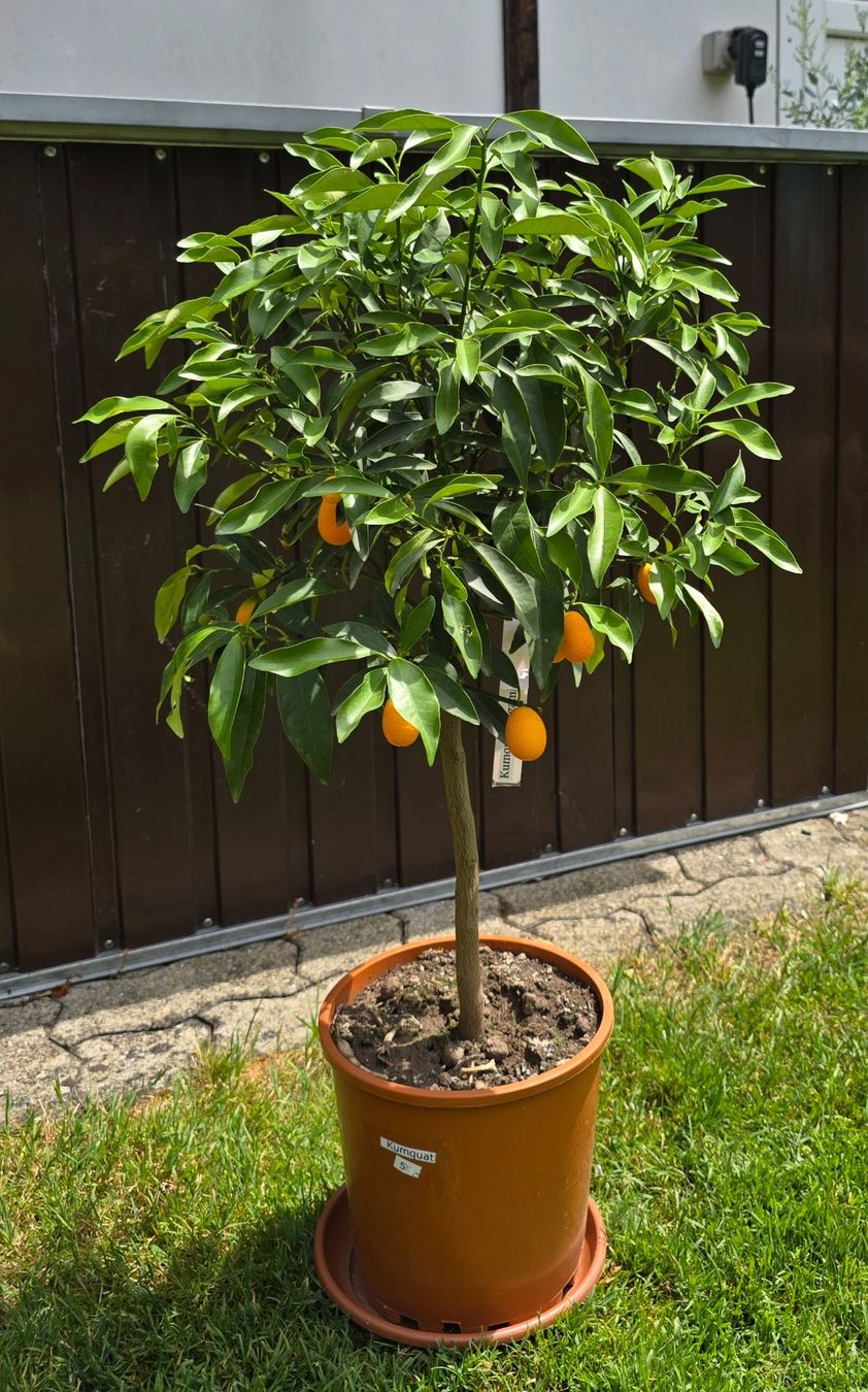 Piante & sementi: 🍊Kumquat-Bäumchen – Nuovo (secondo la descrizione) da Aarburg venduto da popkorn65 1