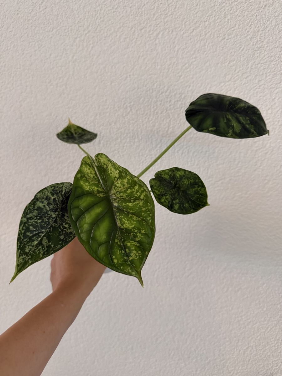 Piante & sementi: Alocasia Dragon Scale Mint im SB-Topf – Usato da Ostermundigen venduto da summy73