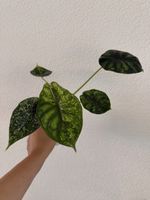 Alocasia Dragon Scale Mint im SB-Topf