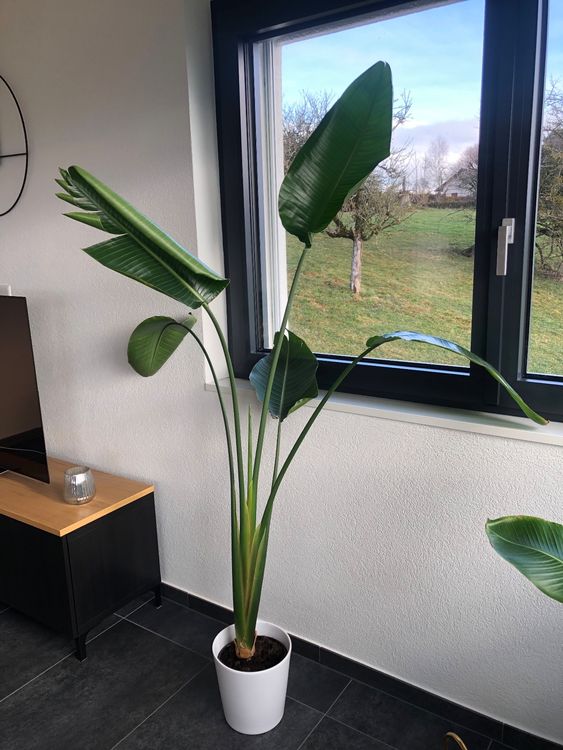 Strelitzie Strelitzia Kaufen auf Ricardo