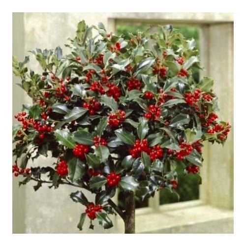 Piante & sementi: Houx 'Alaska'   (2 plants) – Nuovo (secondo la descrizione) da Bremblens venduto da FIBONACCI369
