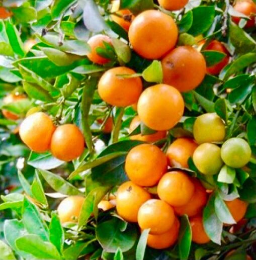 Pflanzen & Samen: Ab 5.- fr 5 Samen Kalamondin CITROFORTUNELLA MICROCARPA= – Neu und originalverpackt aus Rovio von POSITIFFARTandPLANTS 2