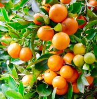 10 Samen von essbarem Kalamondin CITROFORTUNELLA MICROCARPA=