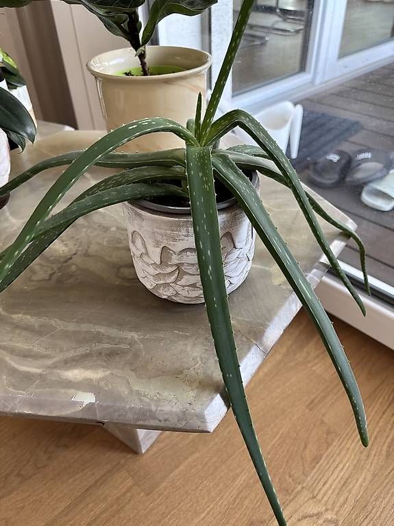 Piante & sementi: Aloe Vera Pflanze inkl. Übertopf – Usato da Zizers venduto da L.Berther