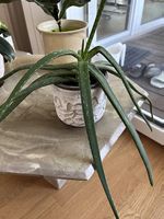 Aloe Vera Pflanze inkl. Übertopf