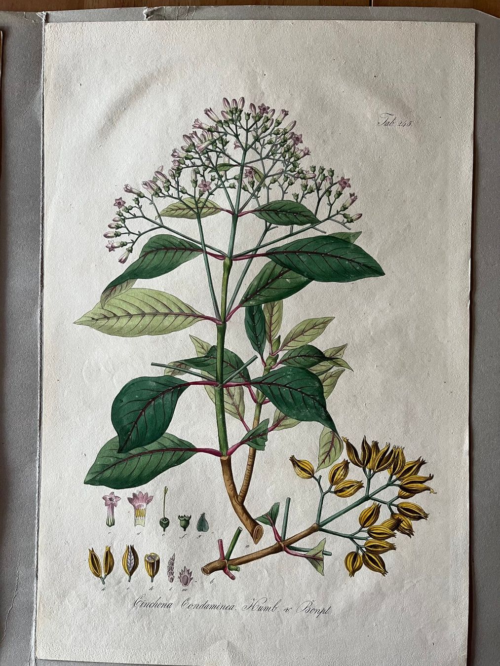 Poster & Bilder: Handzeichnungen Pflanzen/Blumen – Neu (gemäss Beschreibung) aus Rengg von ecilainruh 2