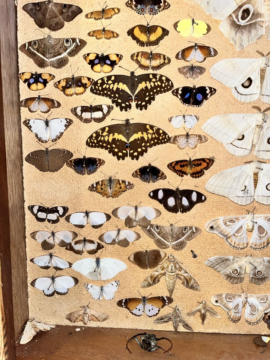 Monde des animaux: Schmetterlinge in Schaukasten – D'occasion à Biel/Bienne par bonx_2504 3