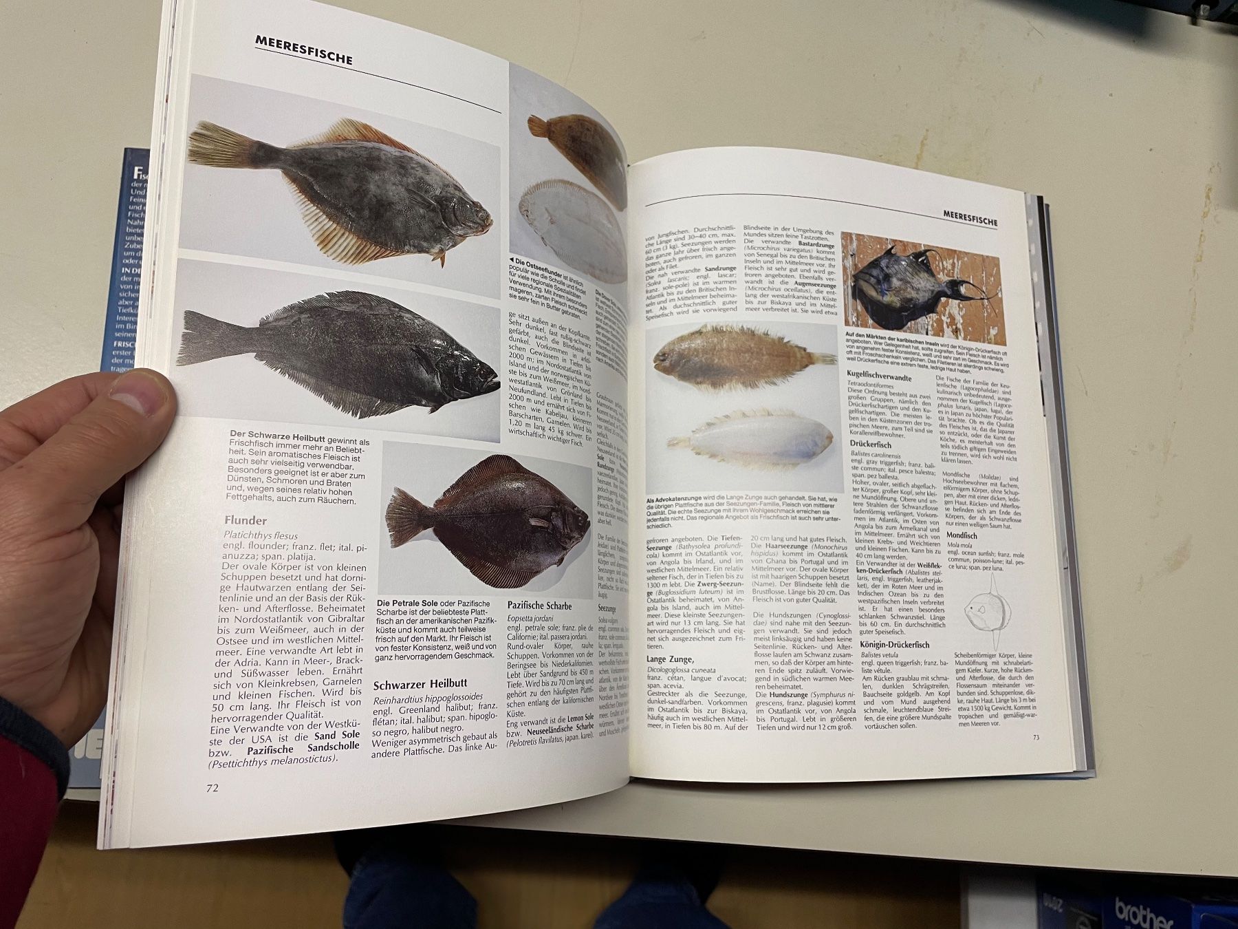 Libri: Tolles Fischbuch neuwertig – Nuovo e nell'imballaggio originale da Winterthur venduto da sportdisco2 4