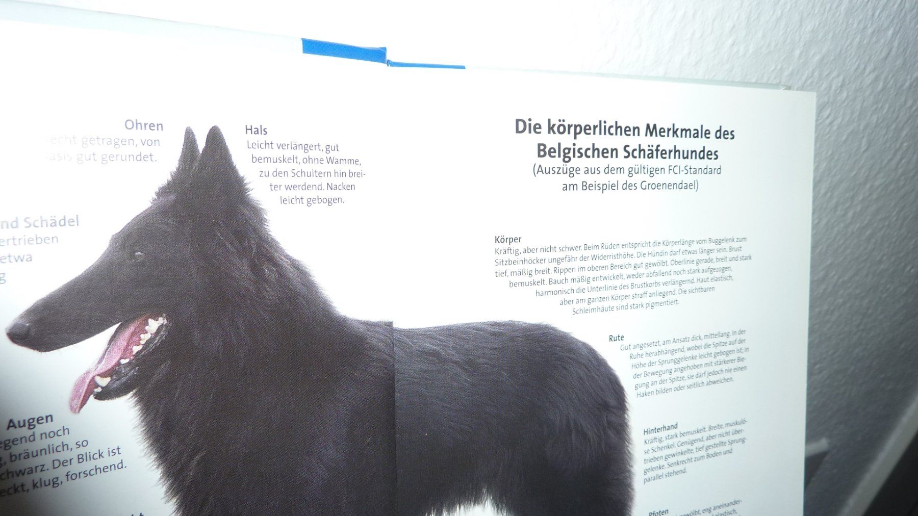 Livres: hundebuch  hunde – Neuf (Voir description) à Füllinsdorf par pmarkus 4