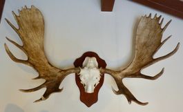 ELCH von Alaska (Alce o. gigas) Elan d'Alaska