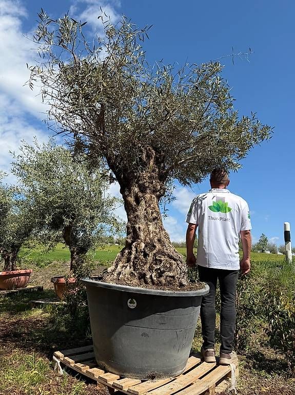 Pflanzen & Samen: Olivenbaum "Olea Europea 5 – Neu und originalverpackt aus Zuckenriet von Thur_Plant 5
