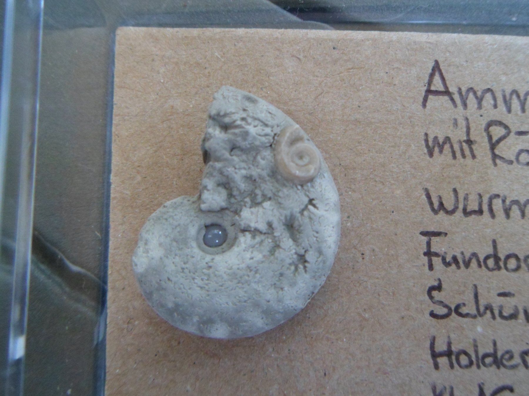 Fossilien: Fossil Schweiz – Gebraucht aus Affoltern am Albis von Fossil60 1