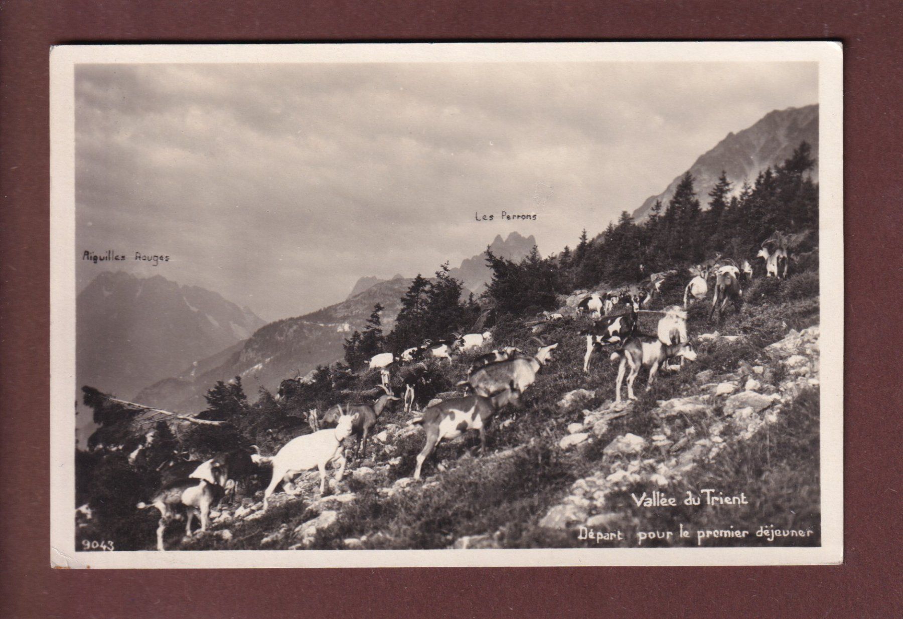 Cartoline postali: Vallée du TRIENT - Chèvres – Usato da Pully venduto da nicecards