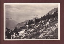 Vallée du TRIENT - Chèvres