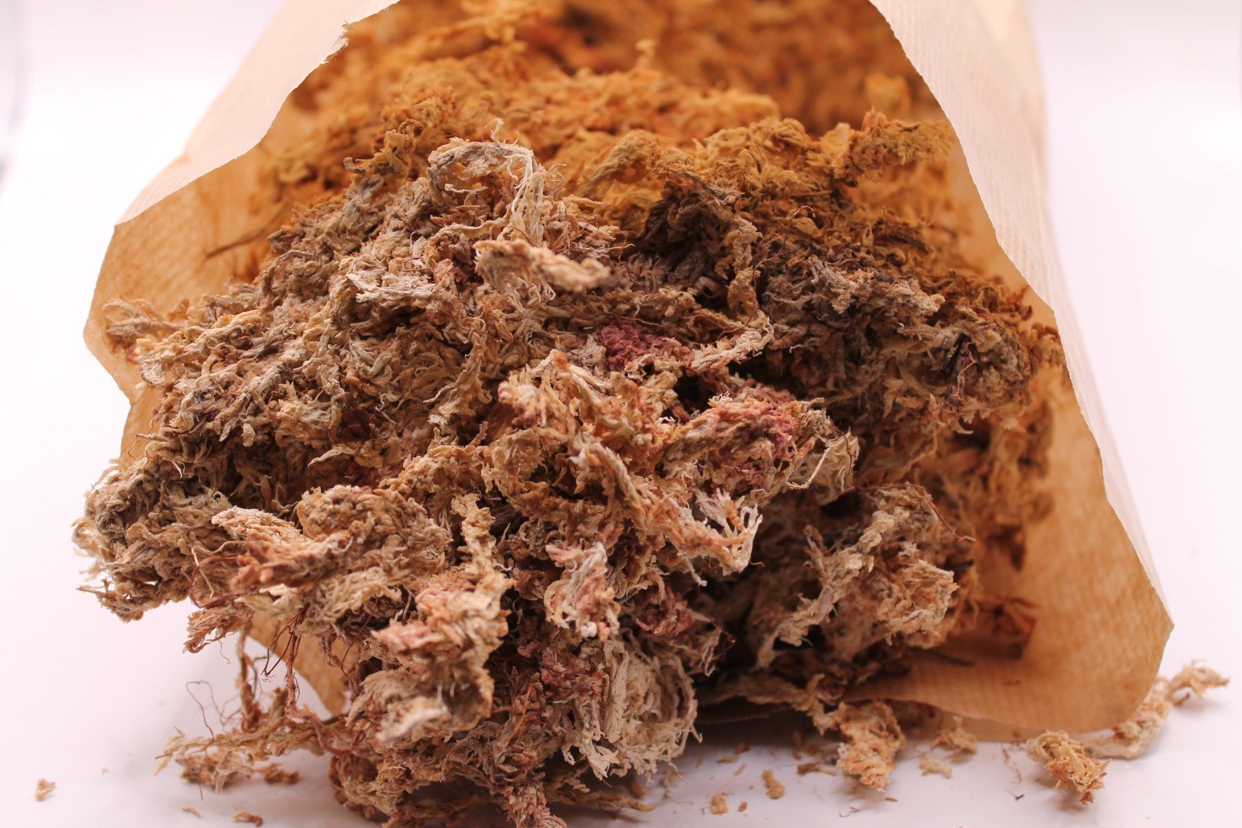 Piante & sementi: Sphagnum Moos Trocken - 100g – Nuovo (secondo la descrizione) da Wattwil venduto da ooros 2