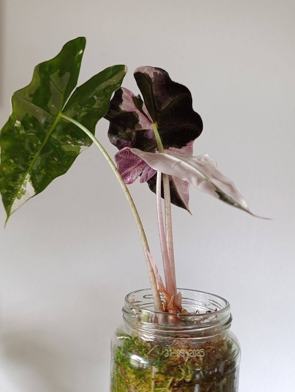 Piante & sementi: Alocasia Polly pink Variegata – Usato da Baar venduto da L.isa28 4